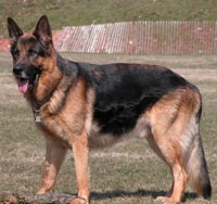 a well breed German Shepherd dog